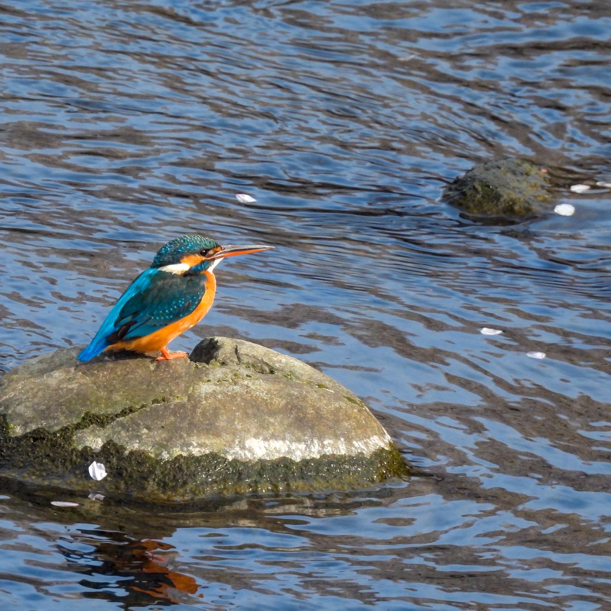 るもちゃん🌈とヒロ tweet media