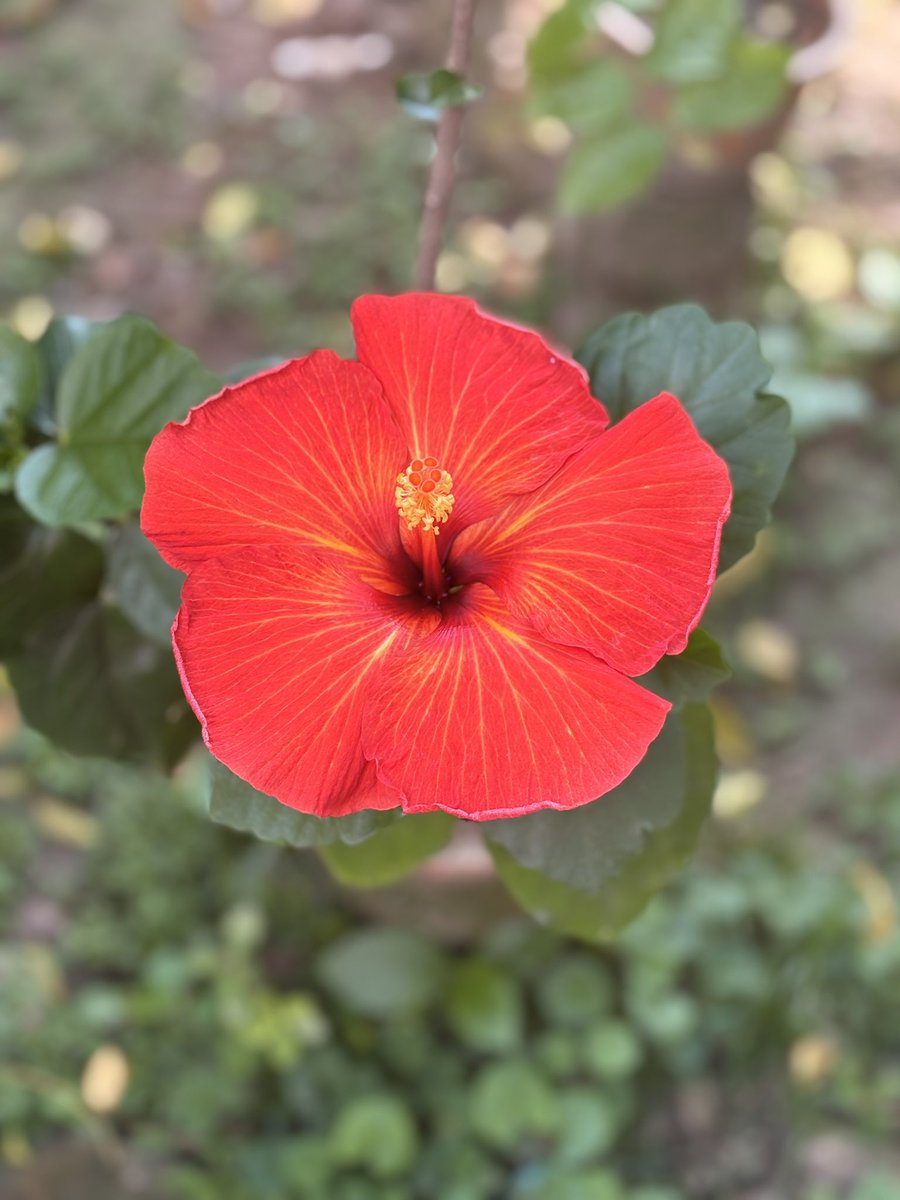 Devlina Ganguly🌺🌺 tweet media