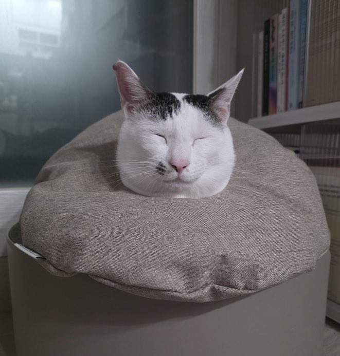 로로네 작업실 tweet media