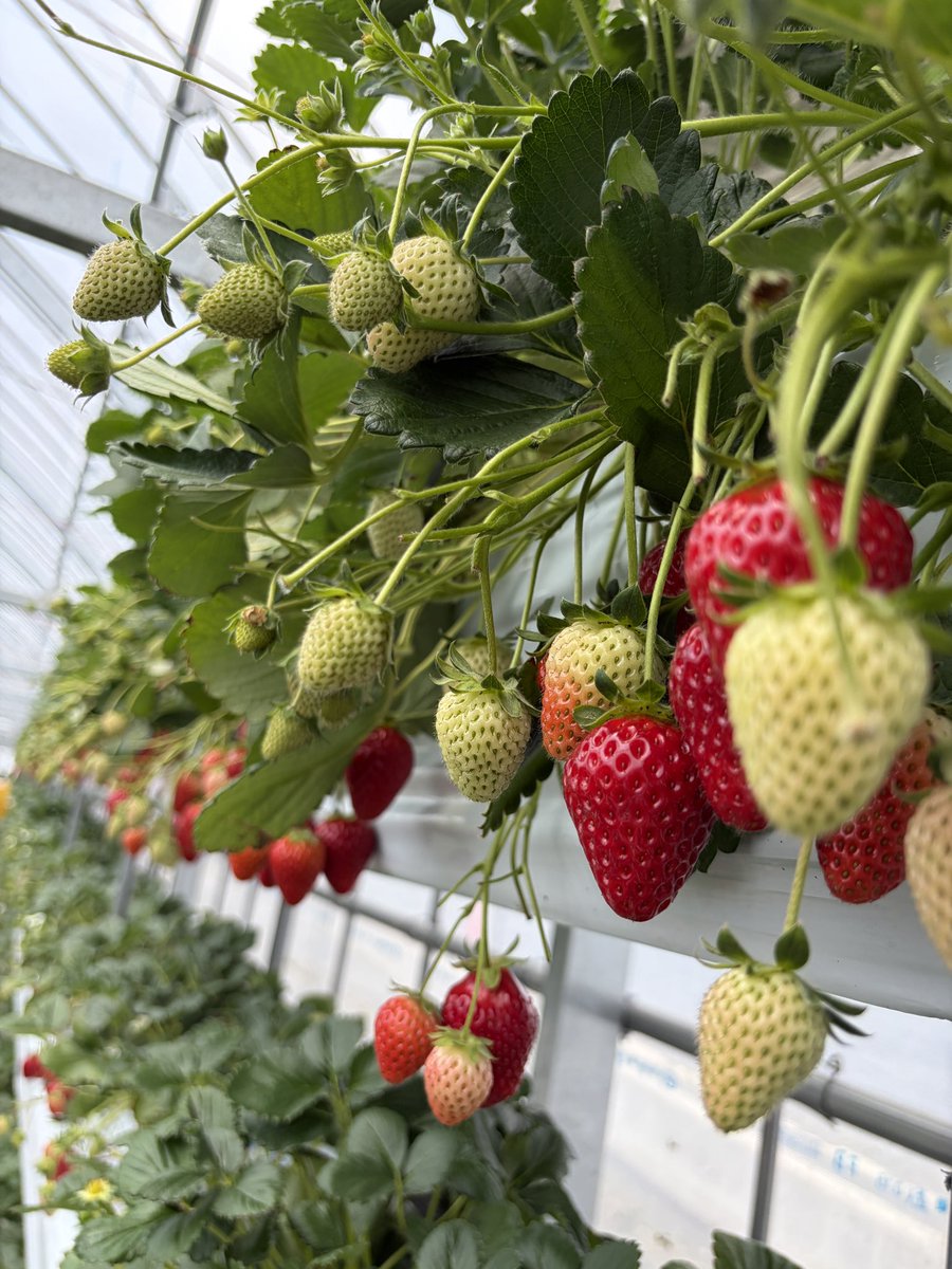 もんちゃんrev3 tweet media