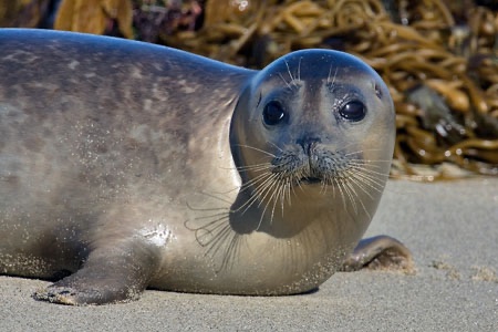 🍎Totally not Mari ⋆˚꩜｡ tweet media