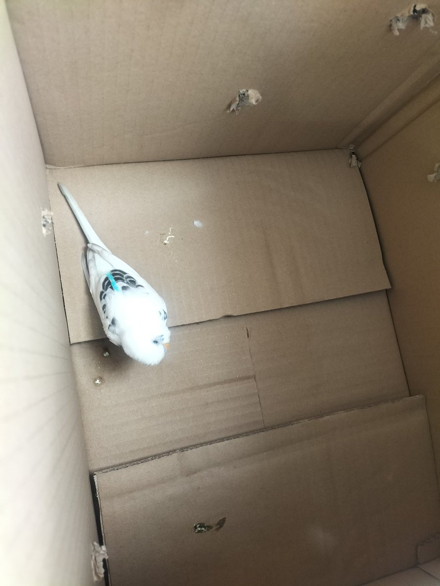 鼻くそテンコモリス tweet media