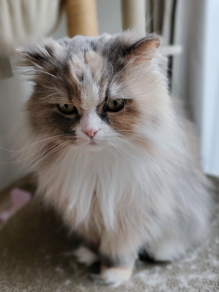 ３猫姉妹ソフィ、エレン、ロビンの成長記録 tweet media