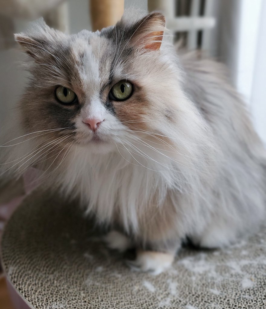 ３猫姉妹ソフィ、エレン、ロビンの成長記録 tweet media