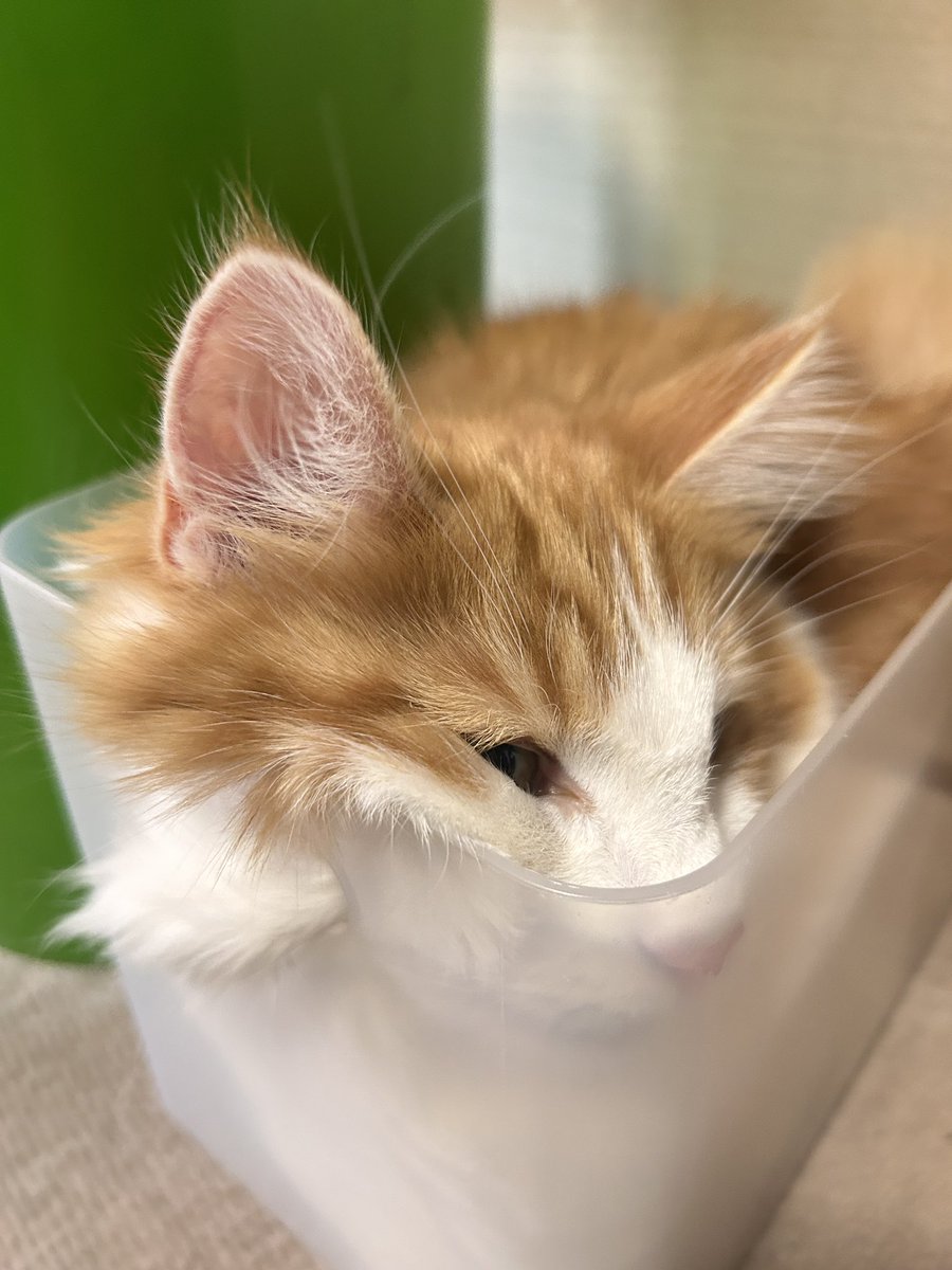 𑁍Fumi乄Bataco𑁍 tweet media