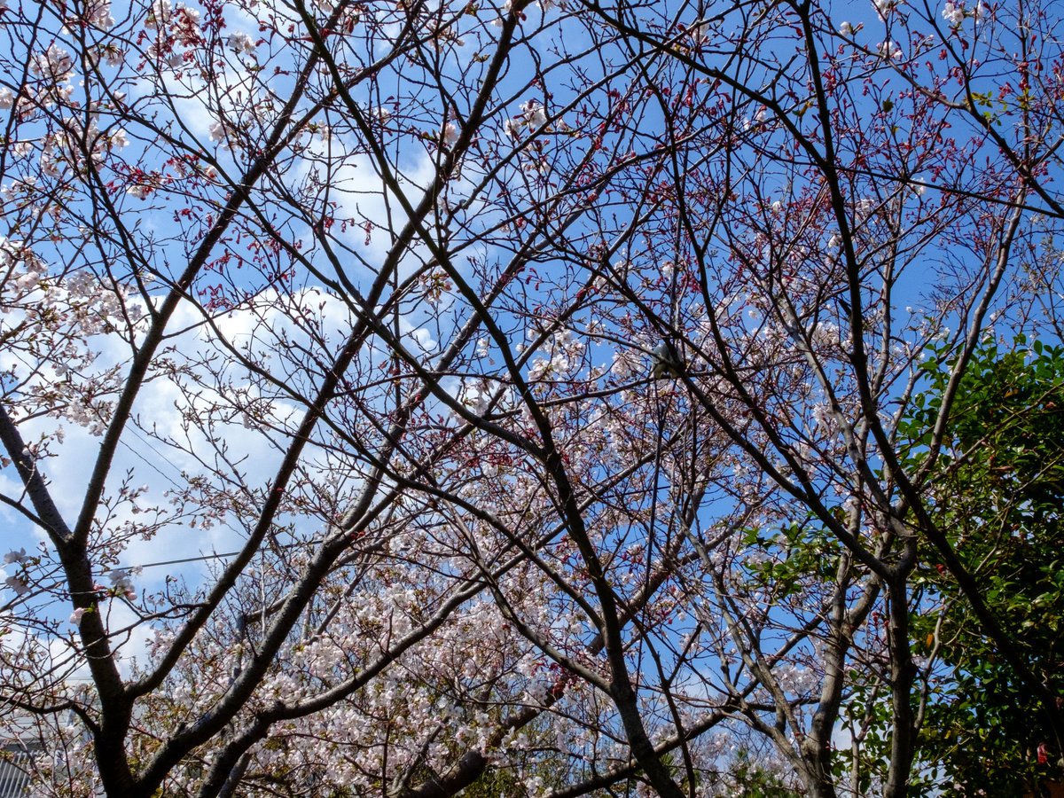 春の訪れだね。^ ^