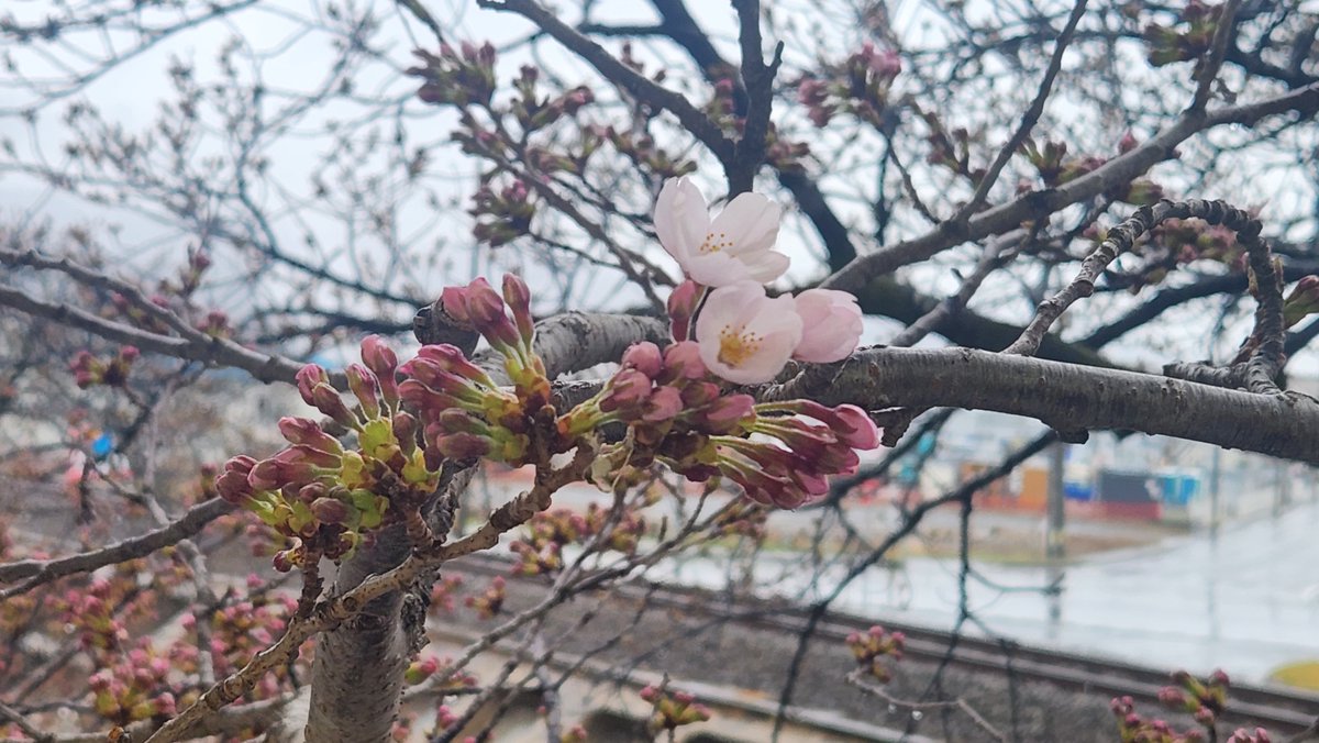 おおふなトン【公式】 tweet media