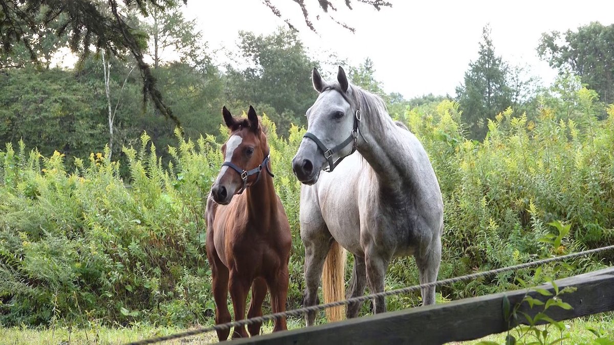 ザ・ロイヤルファミリー ♛ TBS10月期日曜劇場【公式】 tweet media
