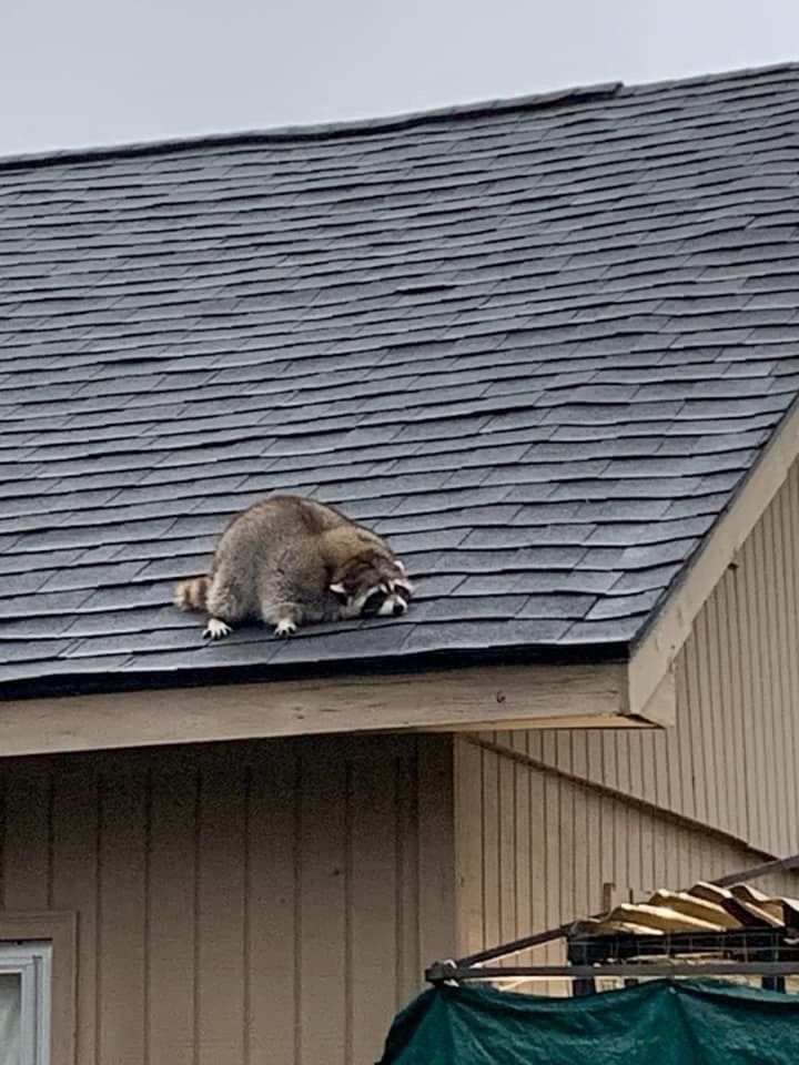 silly raccoons & pandas tweet media