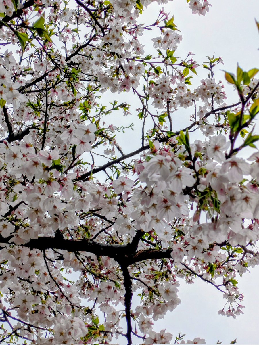 msakolv's tweet photo. 東京2日目、雨上がりでお天気じゃないけど、目黒川沿いの桜並木🌸を歩く〜。
#桜 https://t.co/SWc1MWM0Os