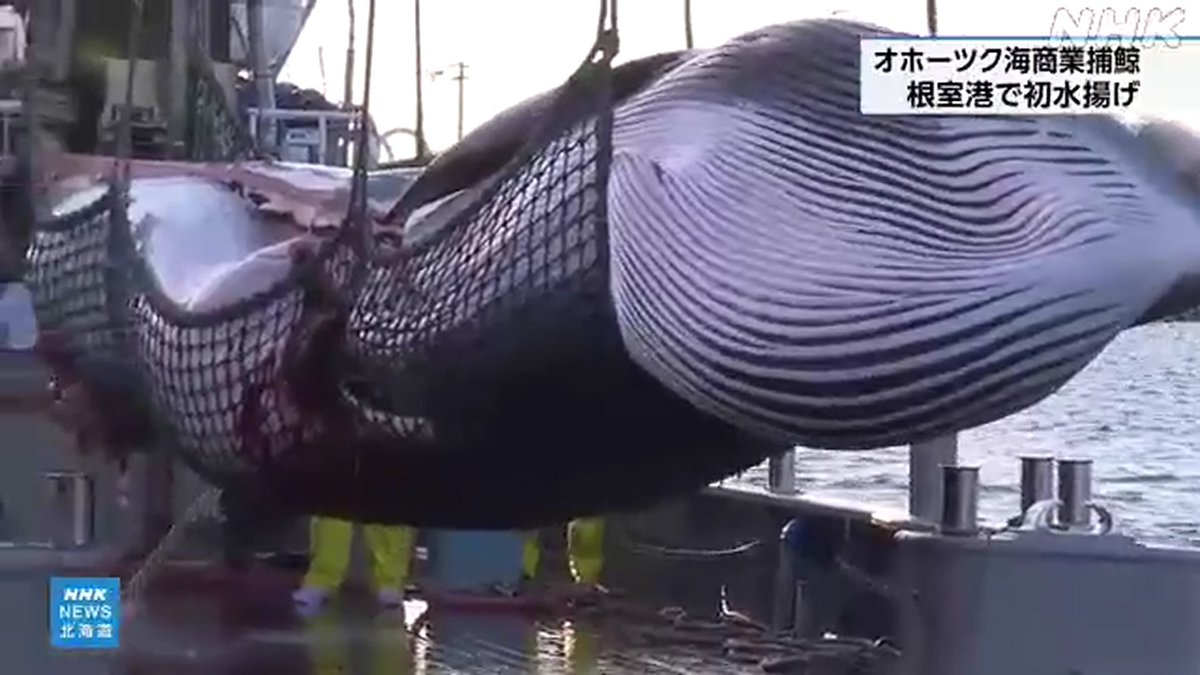 鯨類に感謝 Thanks Cetacea（くじらの消費者運動@yundagananikayoの者） tweet media
