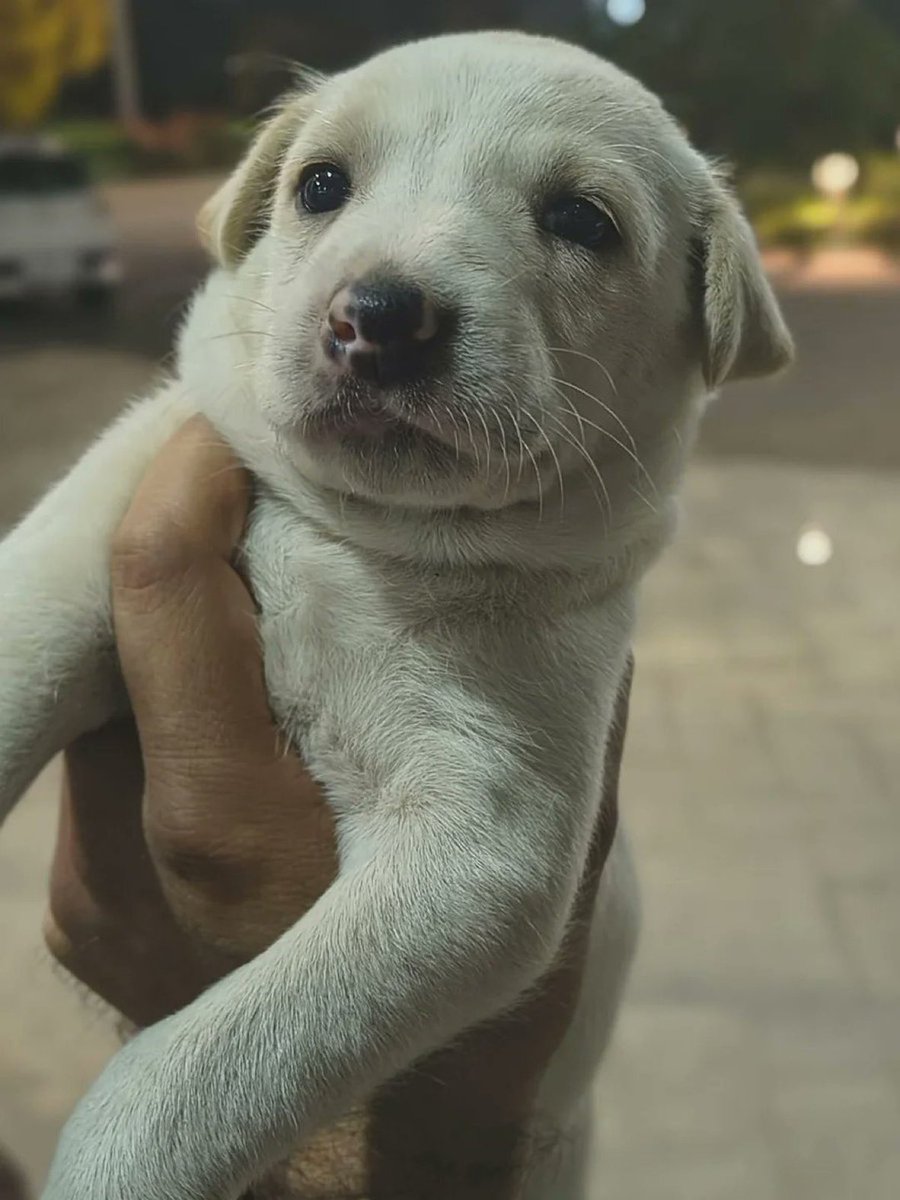 Mundo de Bigotes tweet media