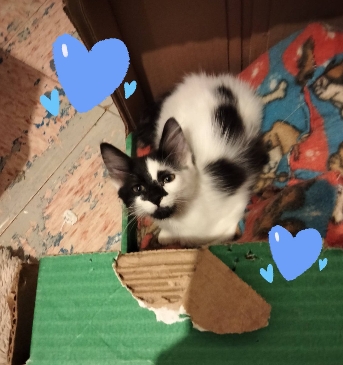 Lorena Becerra tweet media