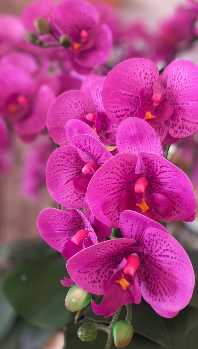 Nikola Diredja3 tweet media