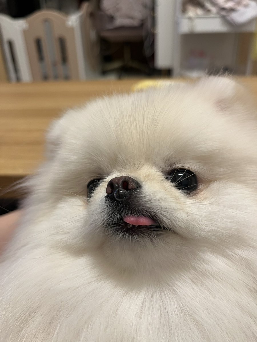 小さいわたあめ tweet media