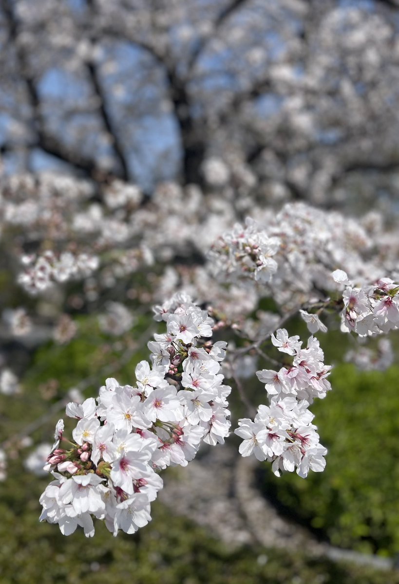 小間物屋ひろは@にゃんこ博覧会【T-114】(土曜のみ) tweet media