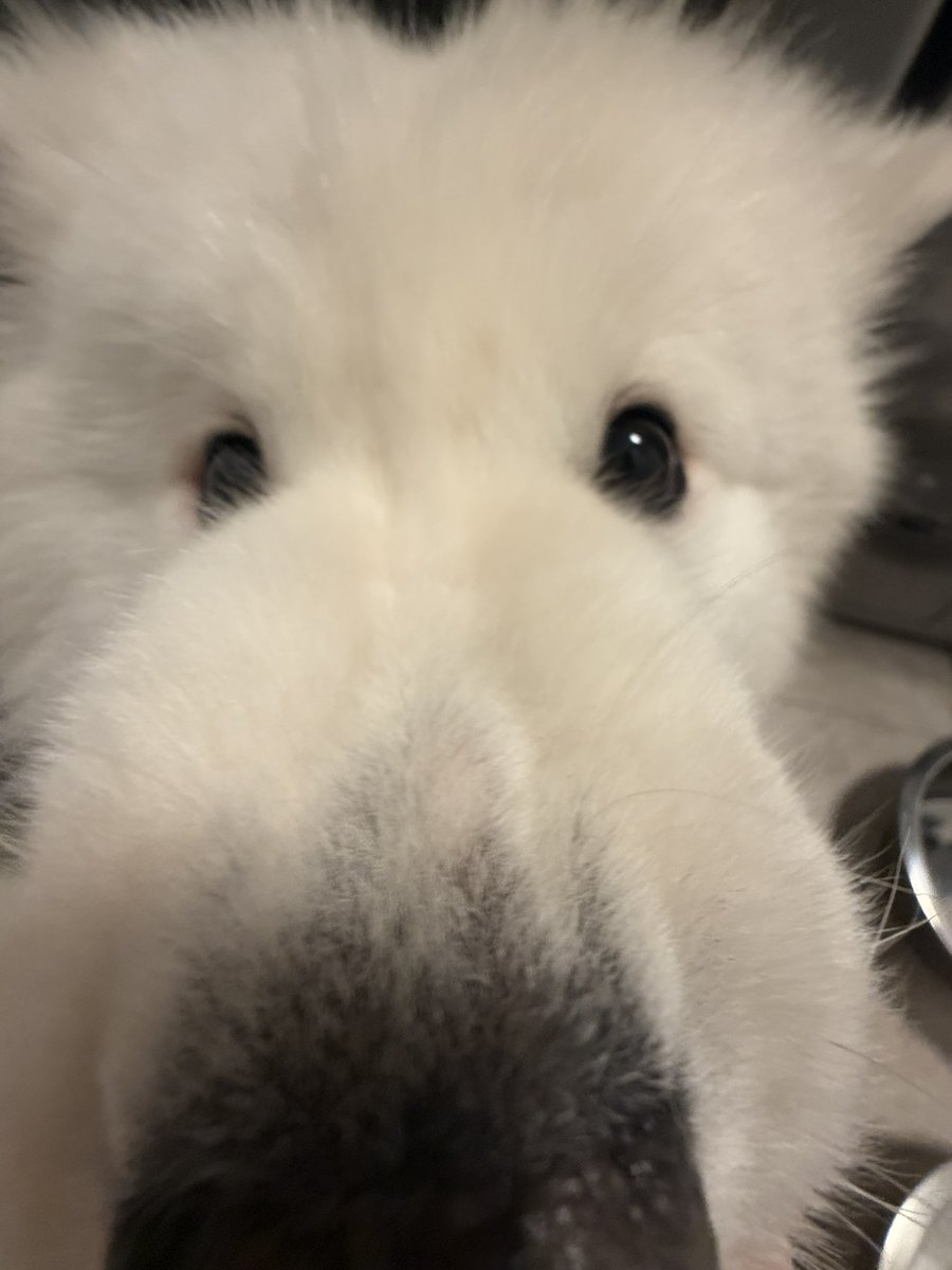 癞疙宝（秽土重生版） tweet media