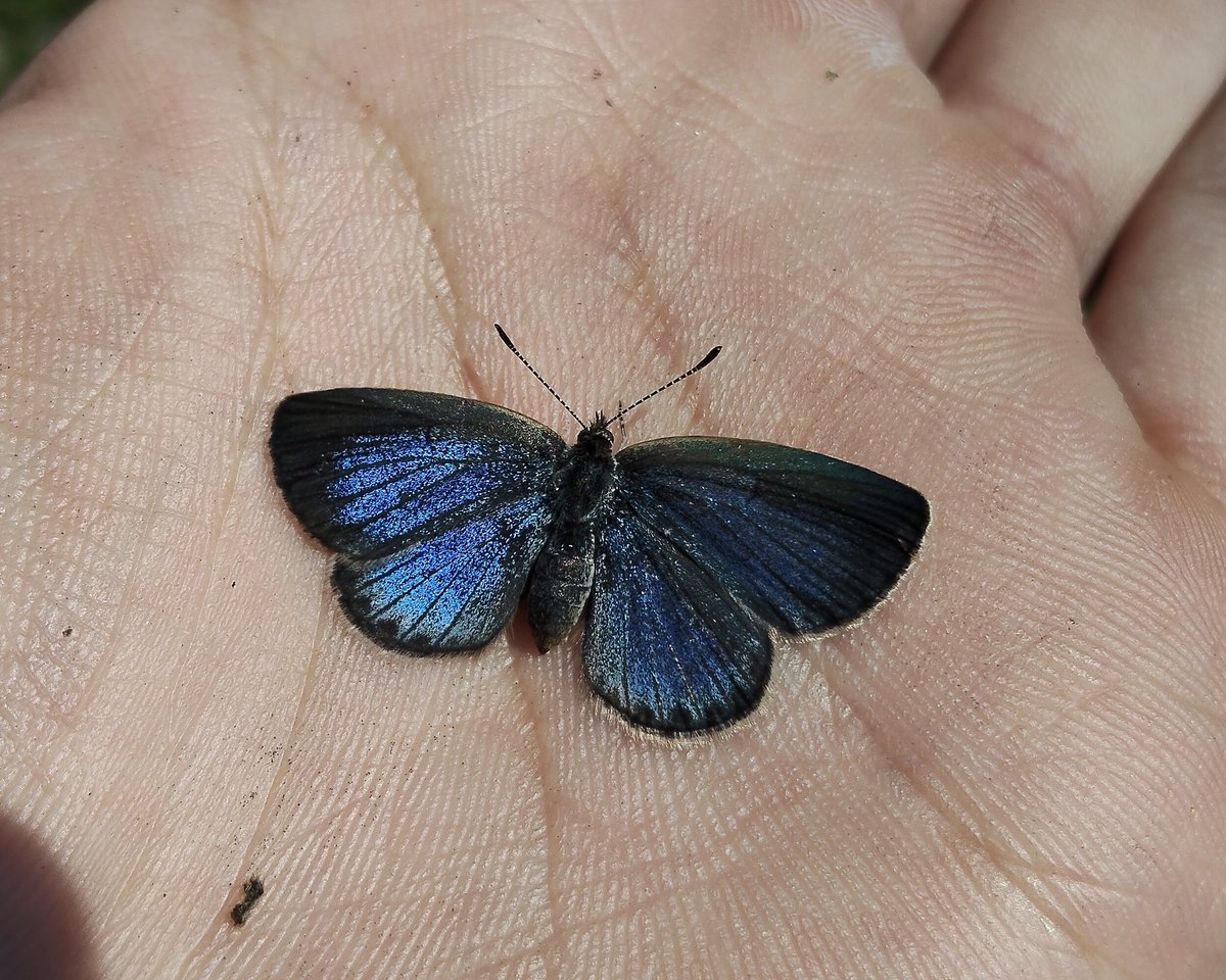 シジミ変異少年 tweet media