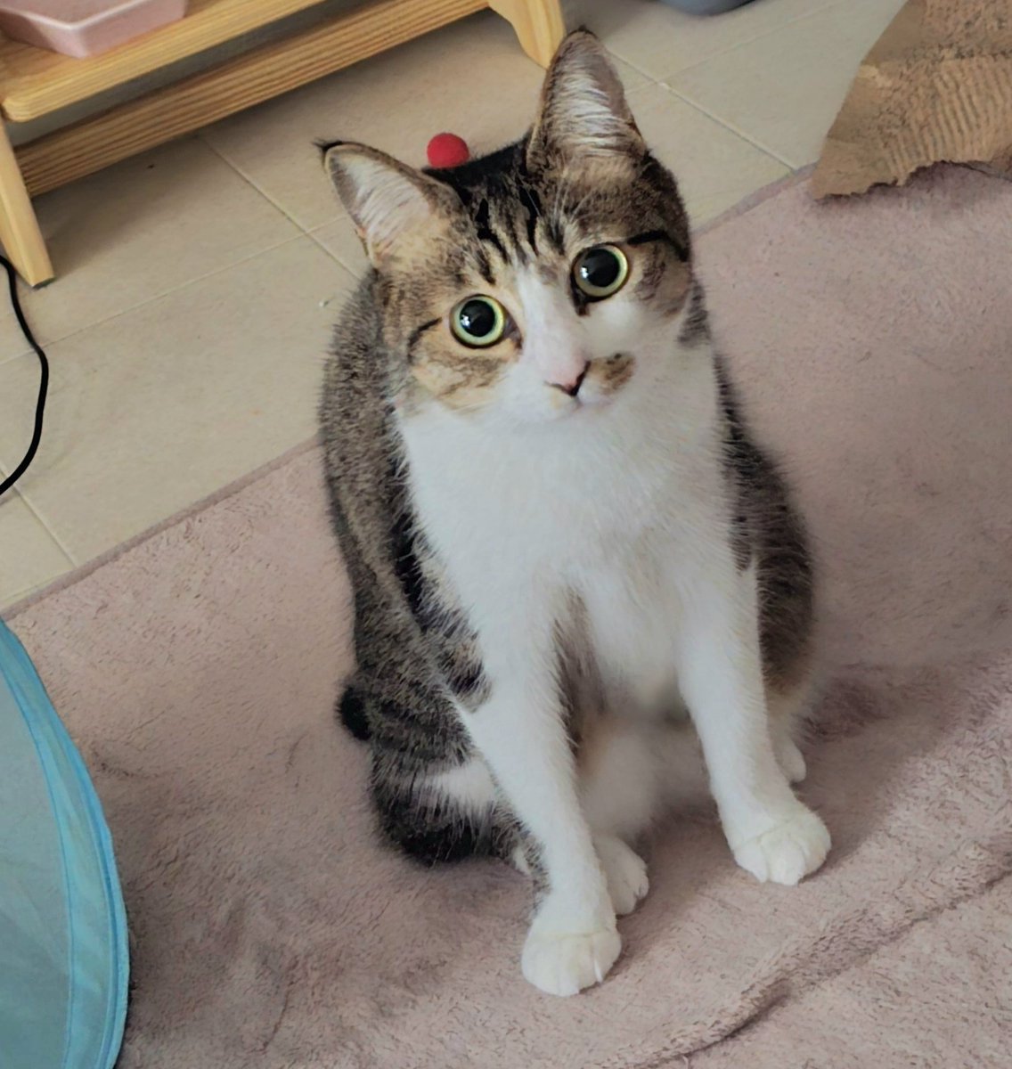 まりもちゃん！と🧌 tweet media