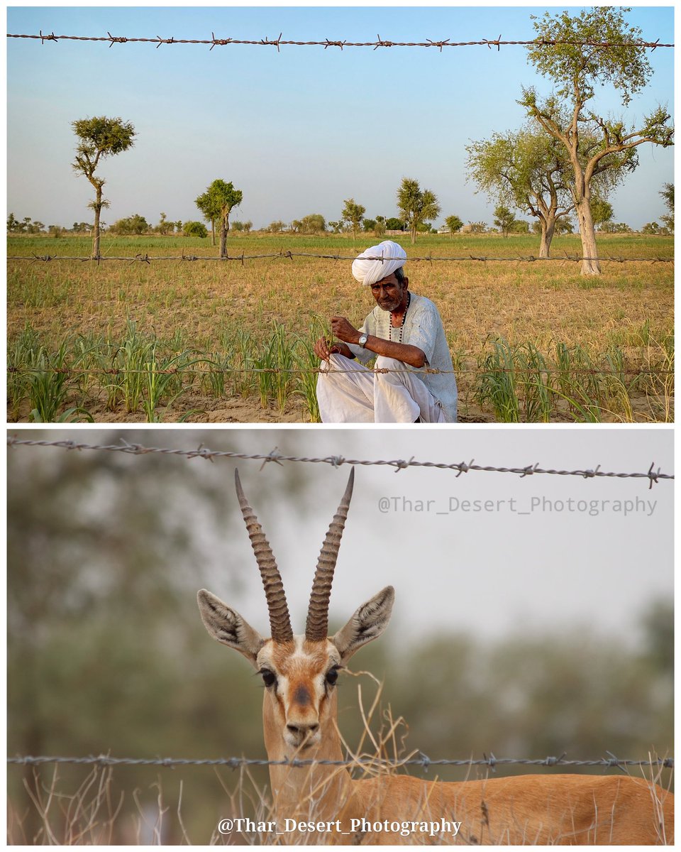 Thar_Desert_Photography tweet media