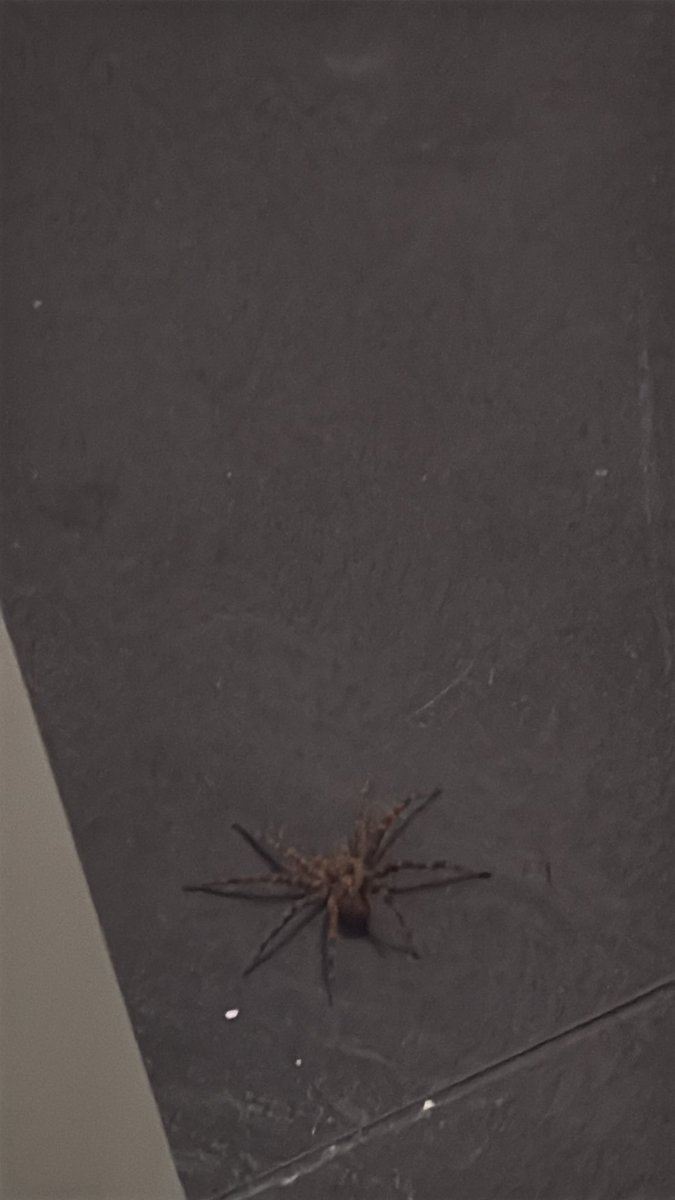 Peter_dingledik's tweet photo. Just got the biggest adrenaline spike as I was taking a shit and looked over and saw a wolf spider https://t.co/n7yU0oCG44