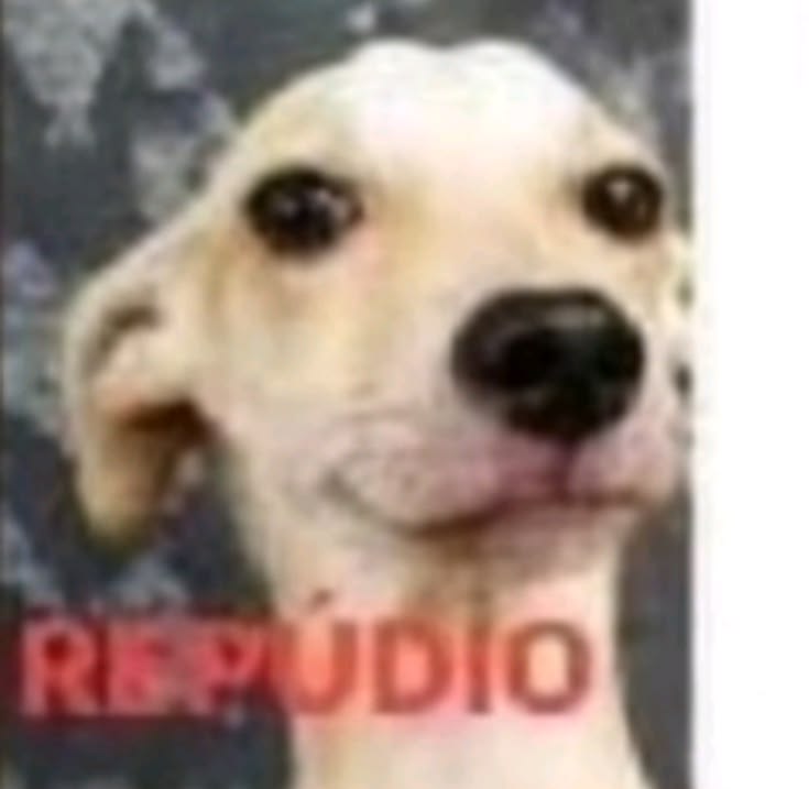 ジジ 🍮🍀 ia tweet media