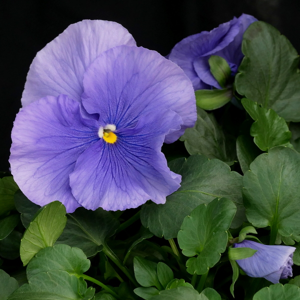 PeterScotsburn's tweet photo. Scotsburn Nurseries Availability List Tuesday 7th April 2026. - https://t.co/0e61fF7nt9 https://t.co/ZVaOKumqhg