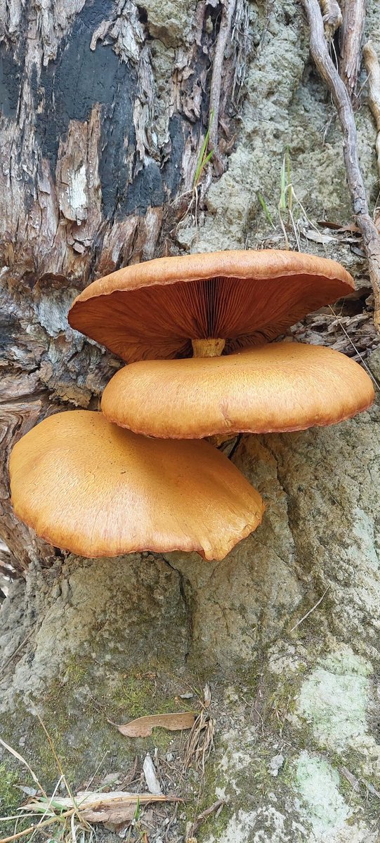 PaulDonGipps🔴⚫️🇦🇺🔴⚫️ tweet media