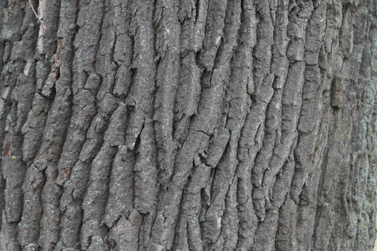 Adam Treeshepherd Rutsch tweet media