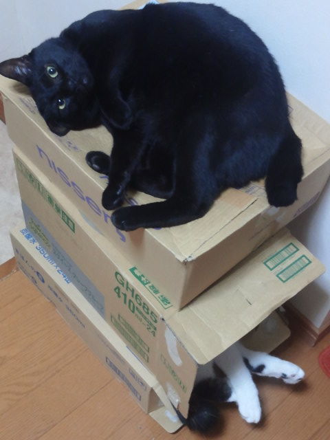 いわさき tweet media