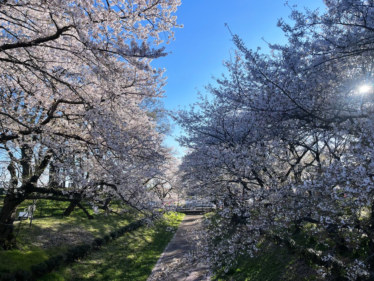 神村風子🧸🍀 tweet media