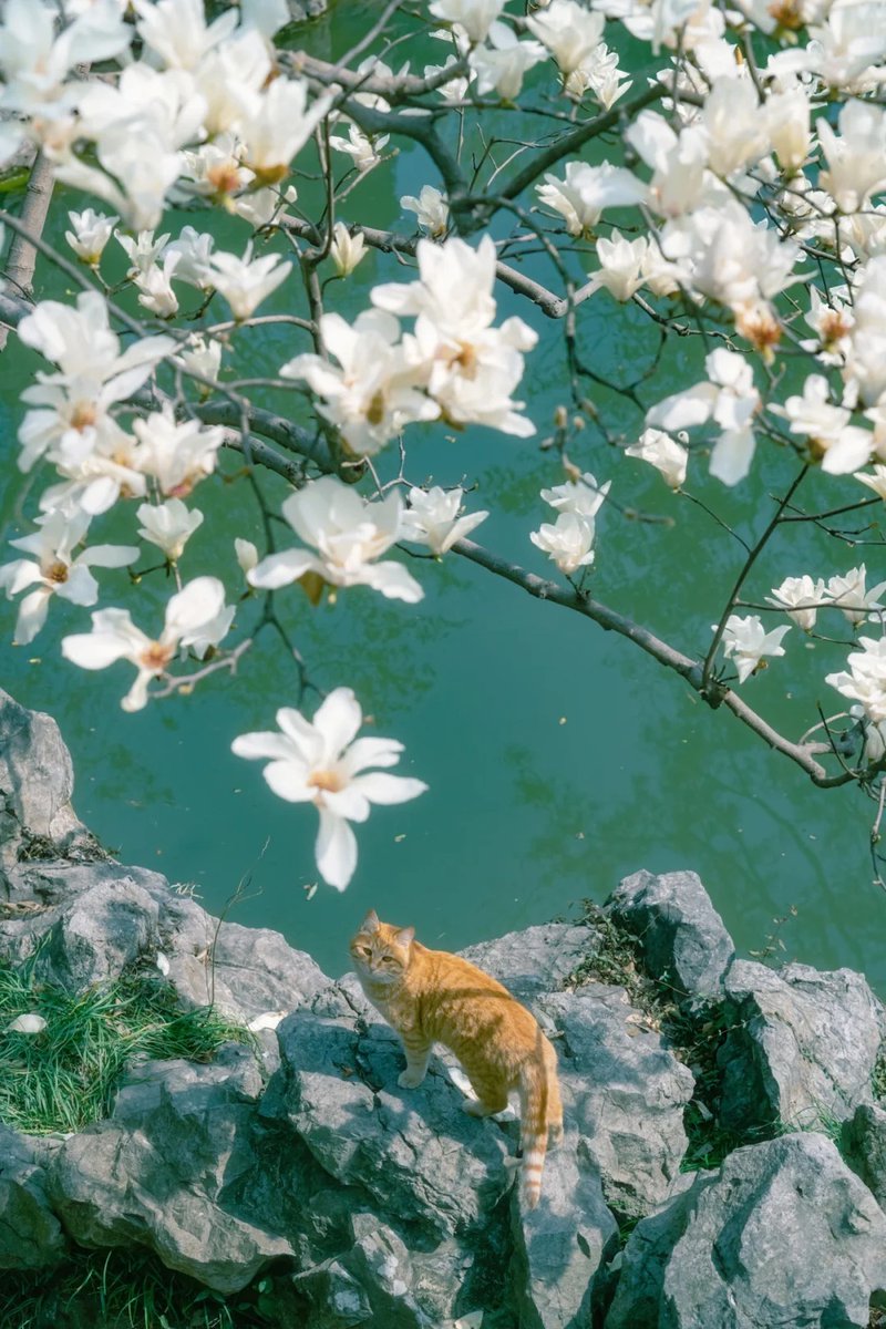 安吉🌺100%回fo tweet media