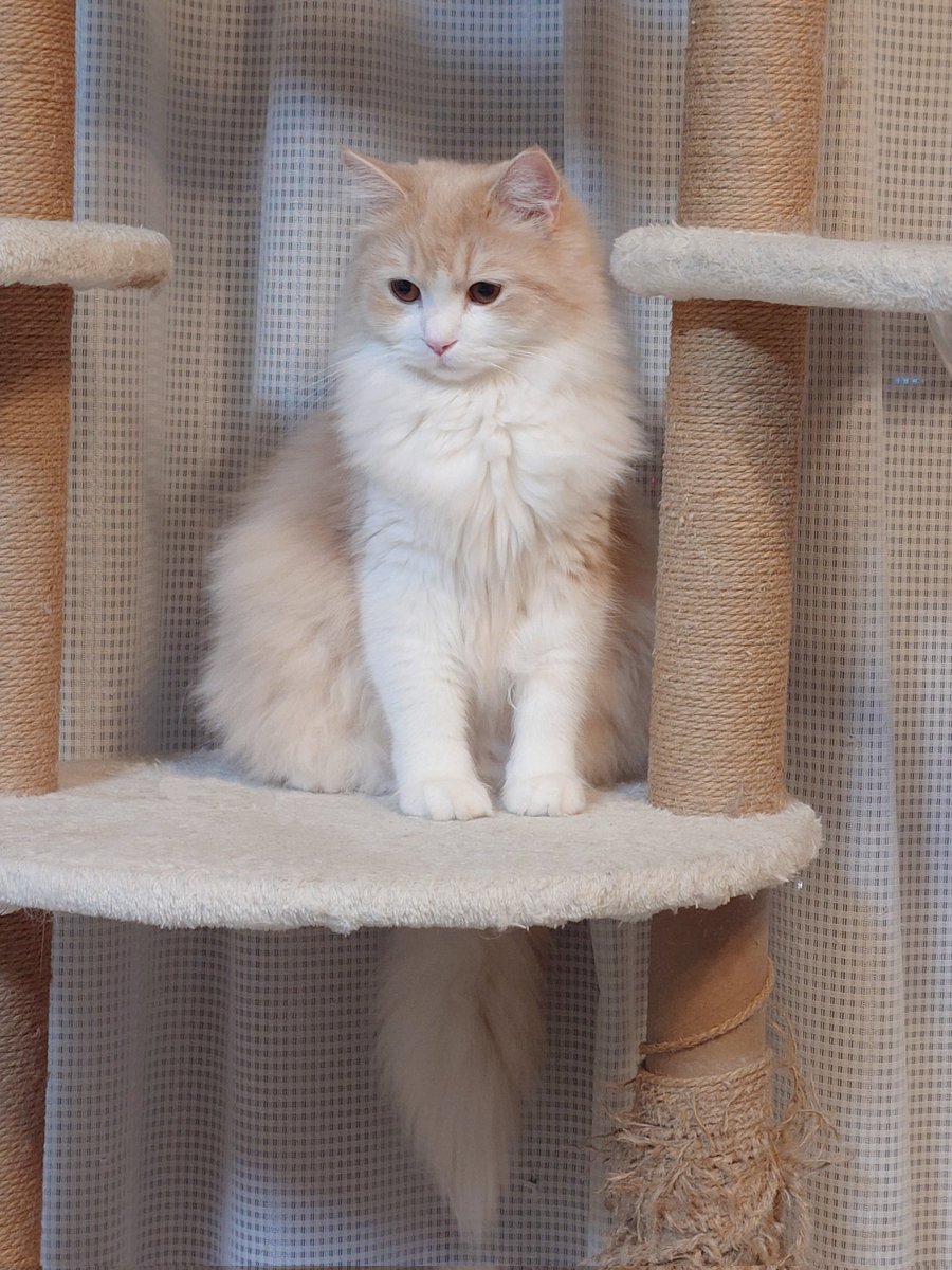 にゃあ tweet media