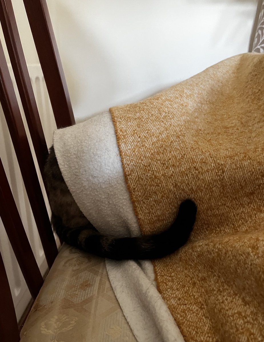 stripeyspotty's tweet image. On a #Spa break with mum. #Classic pose 😹😹😹 #TeamBengal