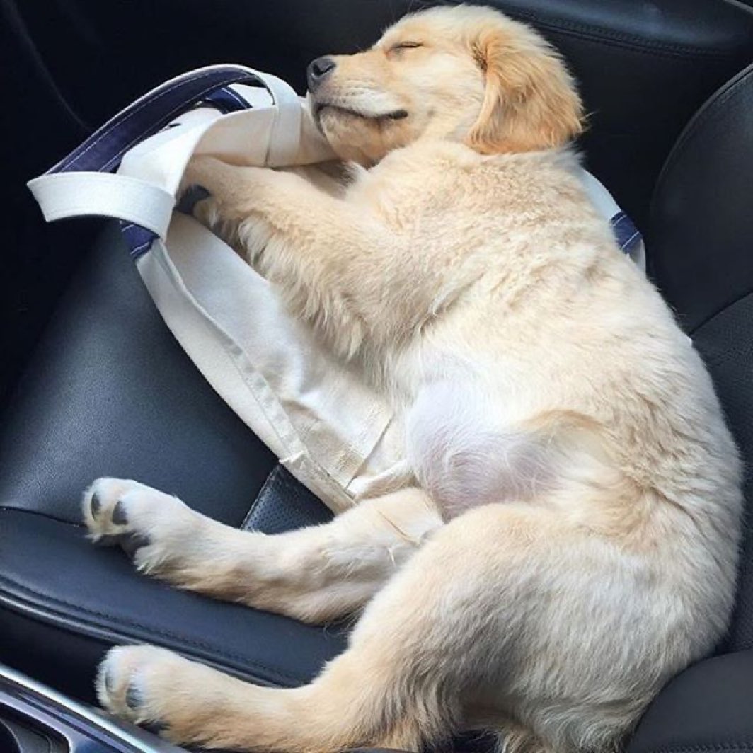 Cuties Puppies tweet media