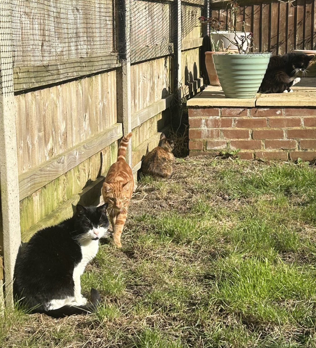 D.V. Catt tweet media