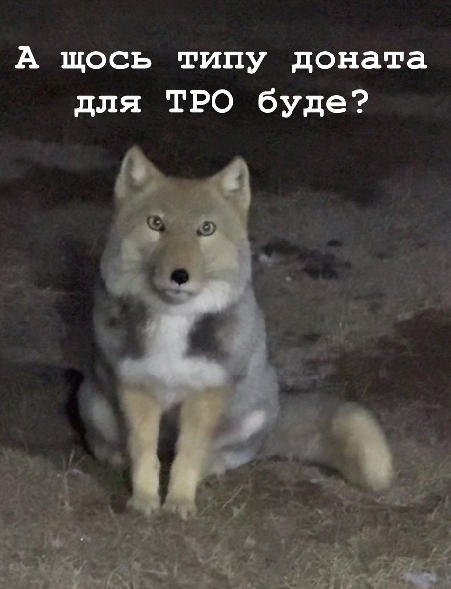 Kiwi 🇺🇦 tweet media