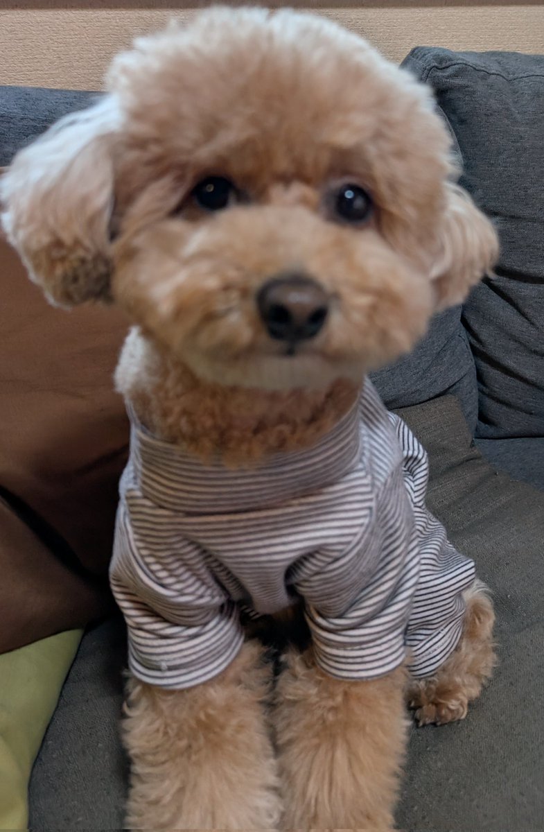 ゆず＆ライム tweet media