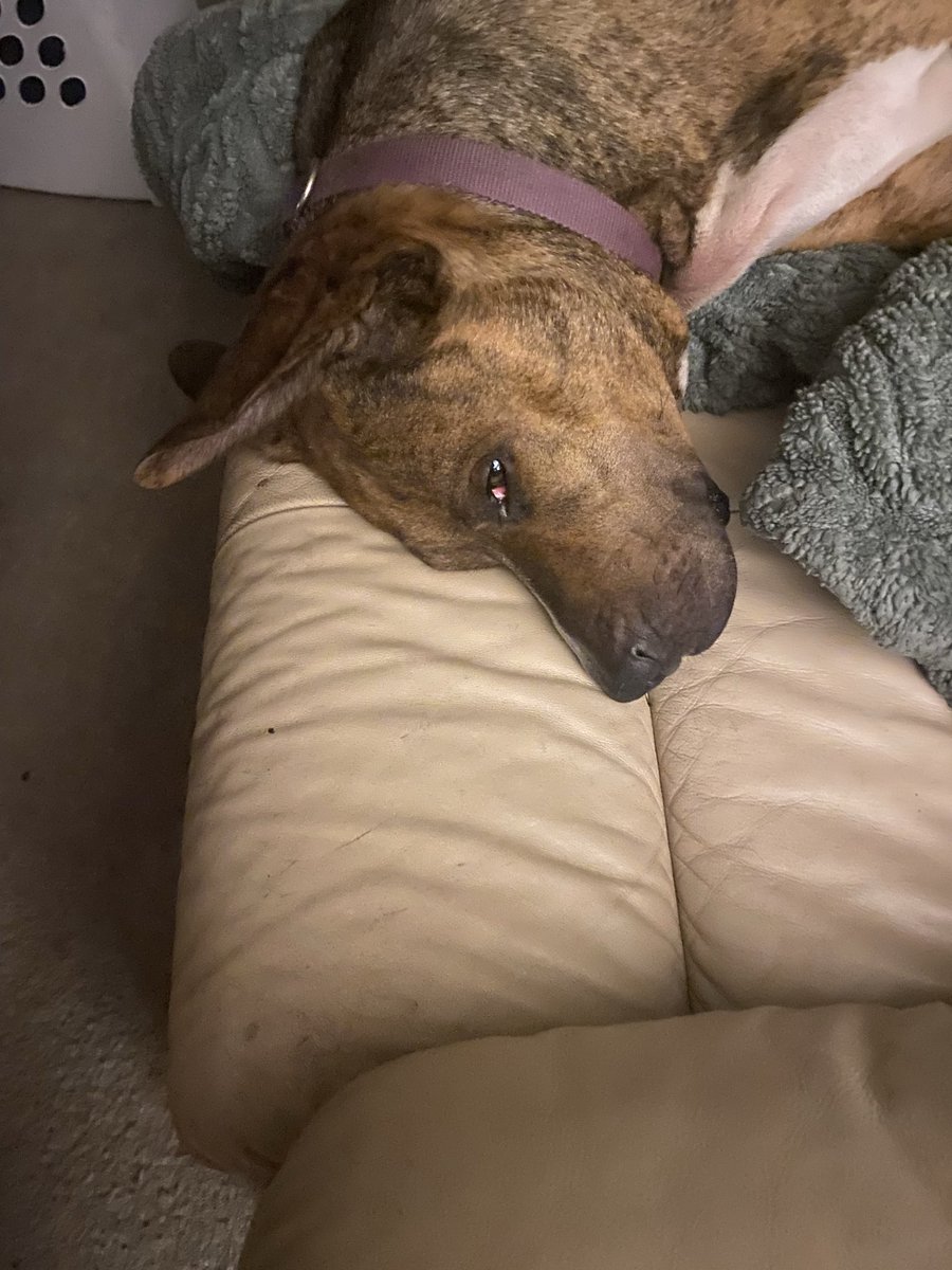 V224info tweet media