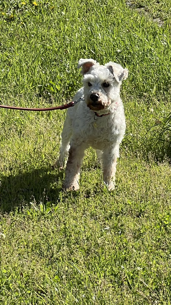 茶リオとビノの生活 tweet media