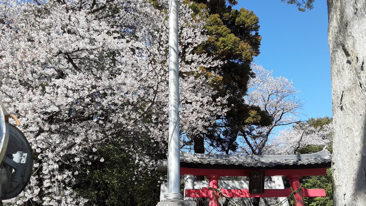 そらのムタ tweet media