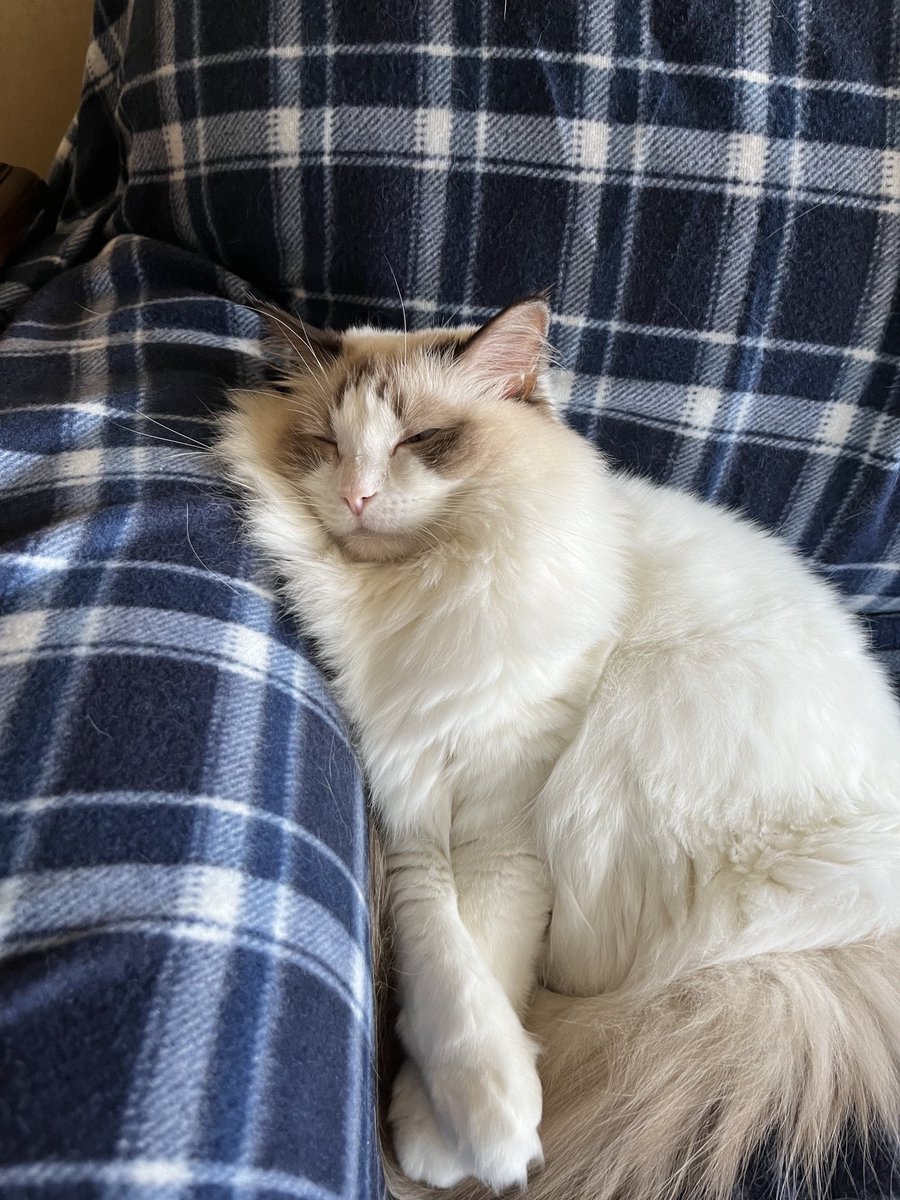 DaisyCatNine's tweet image. You can pet me to wake me up if you want to read with me! #fluffyfursday #amreading #amwriting

amazon.com/My-Life-Helen-…