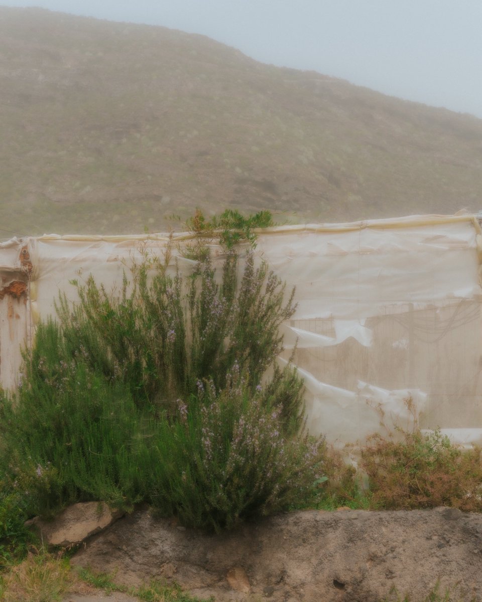 Gariraygua tweet media