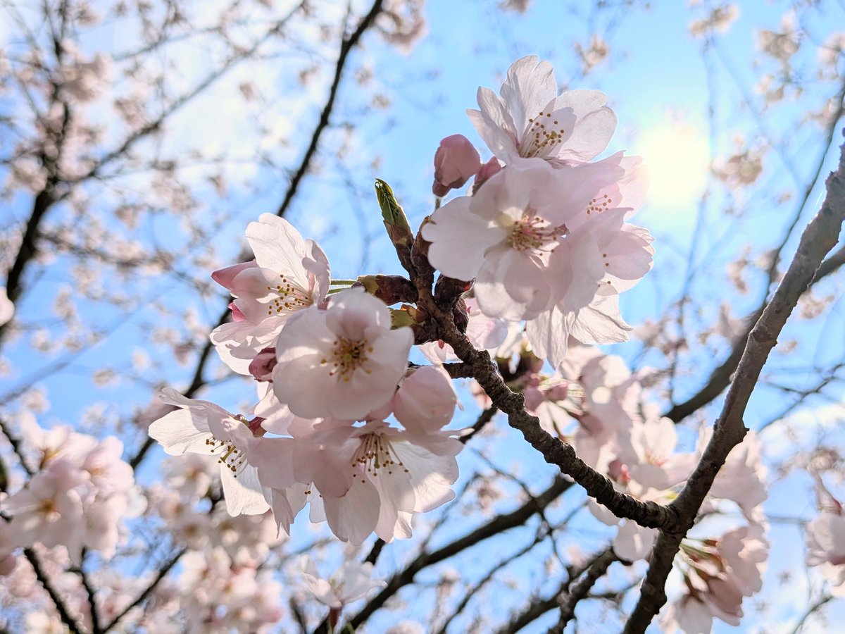 TorikawaBike's tweet photo. お花見ツーリング気持ちよかったです

#バイク
#レブル250
#桜 https://t.co/3gPmxC6A9p
