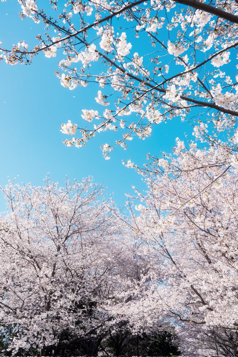 KotaAoki(あおきおっきー) tweet media