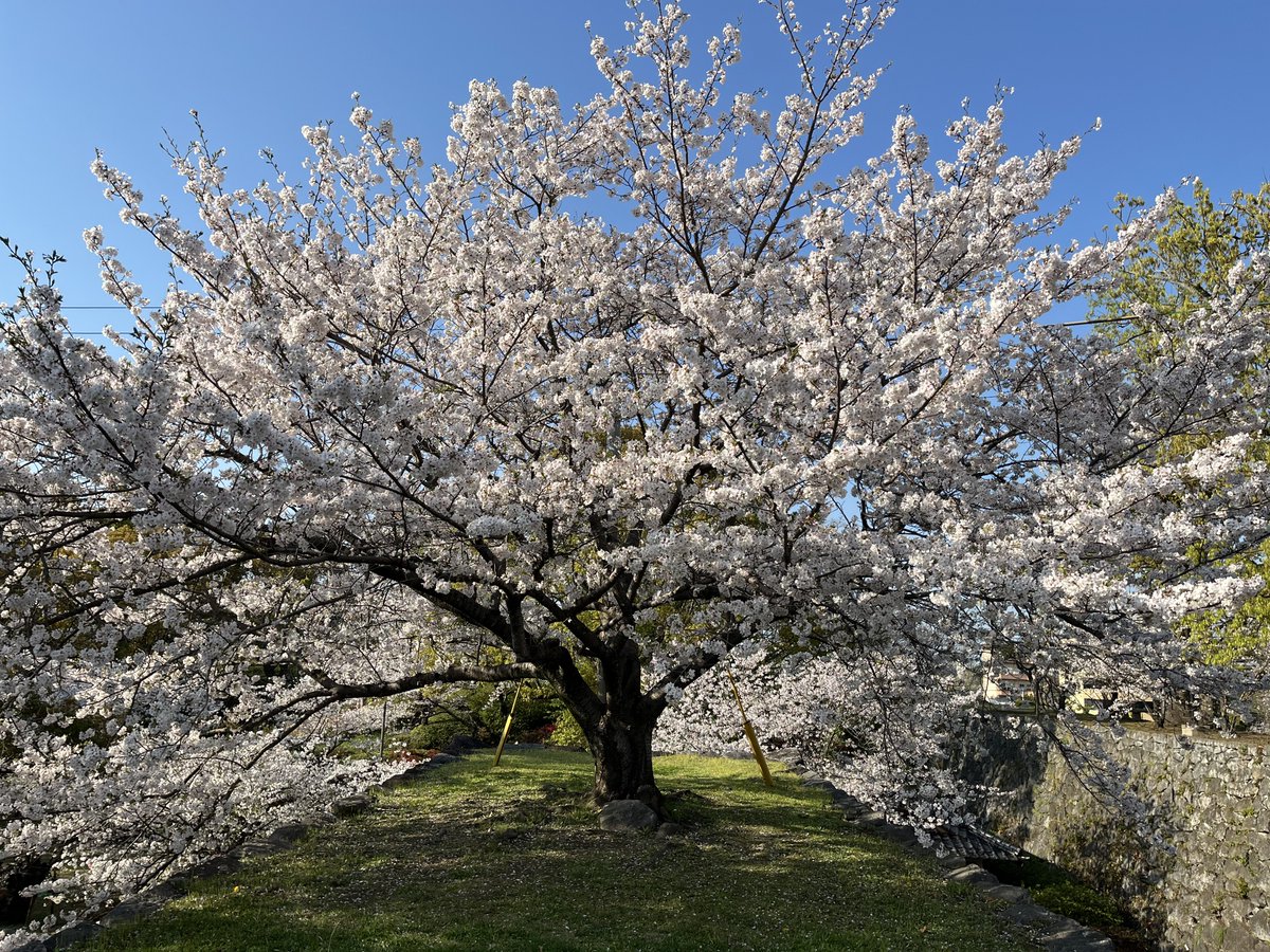 毘沙門天 tweet media