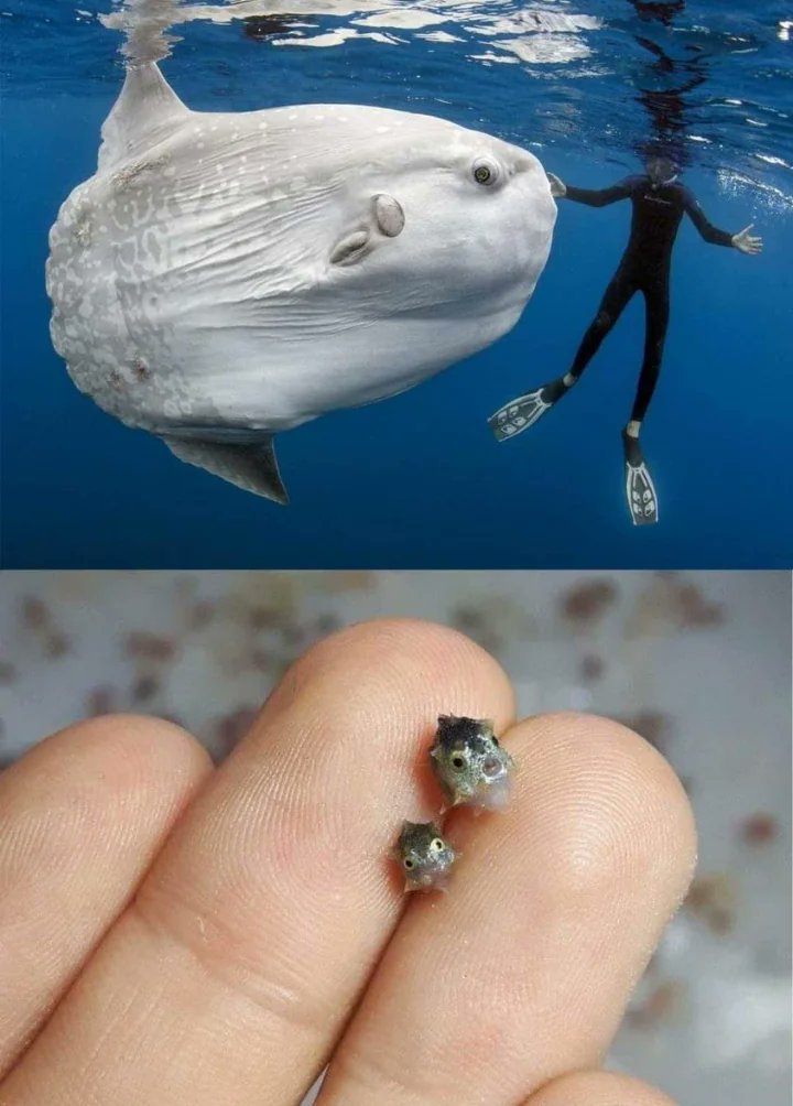 セツナノマタタキ🟣 tweet media