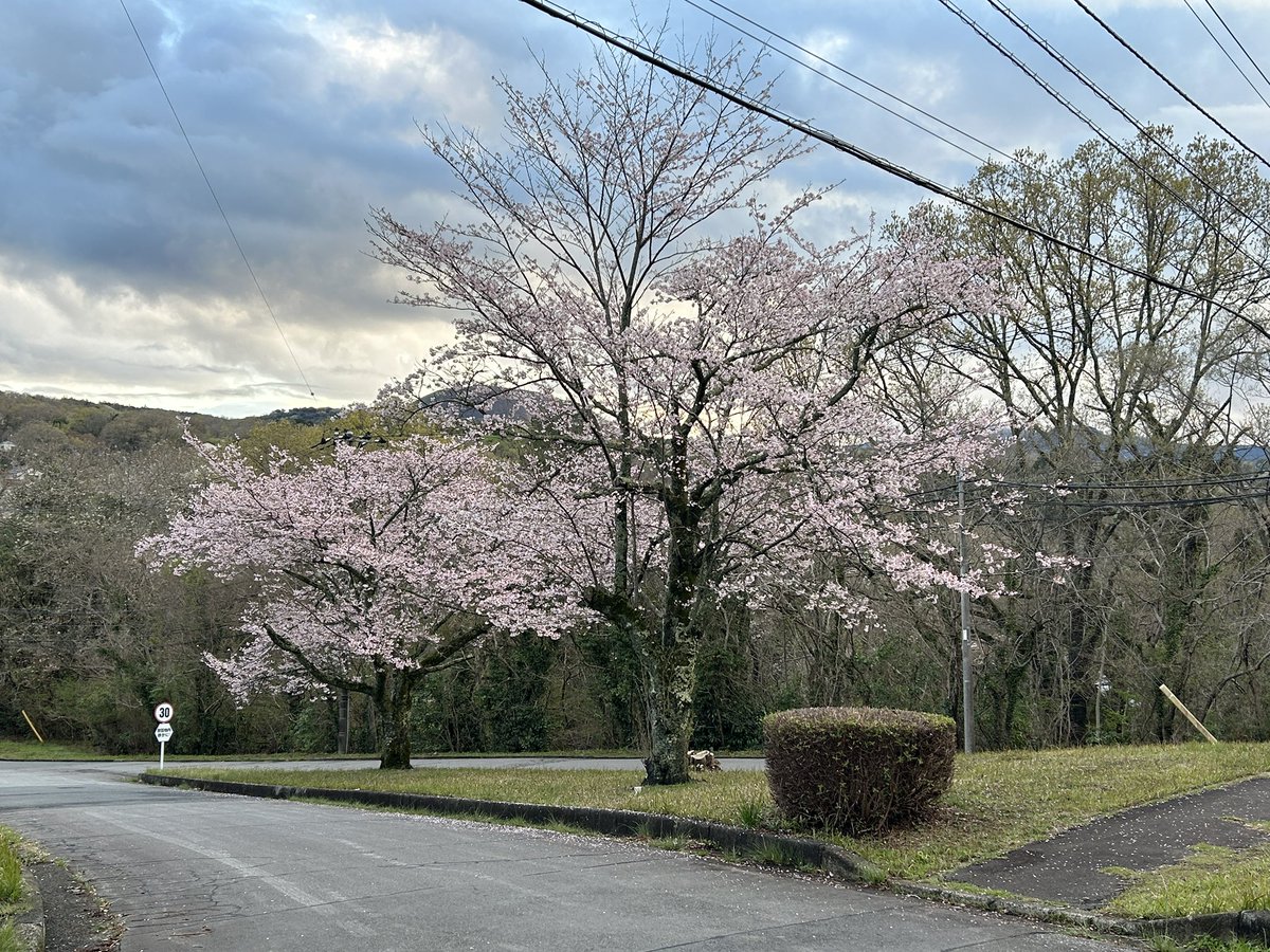 狼神(おおかみ) シルバー tweet media