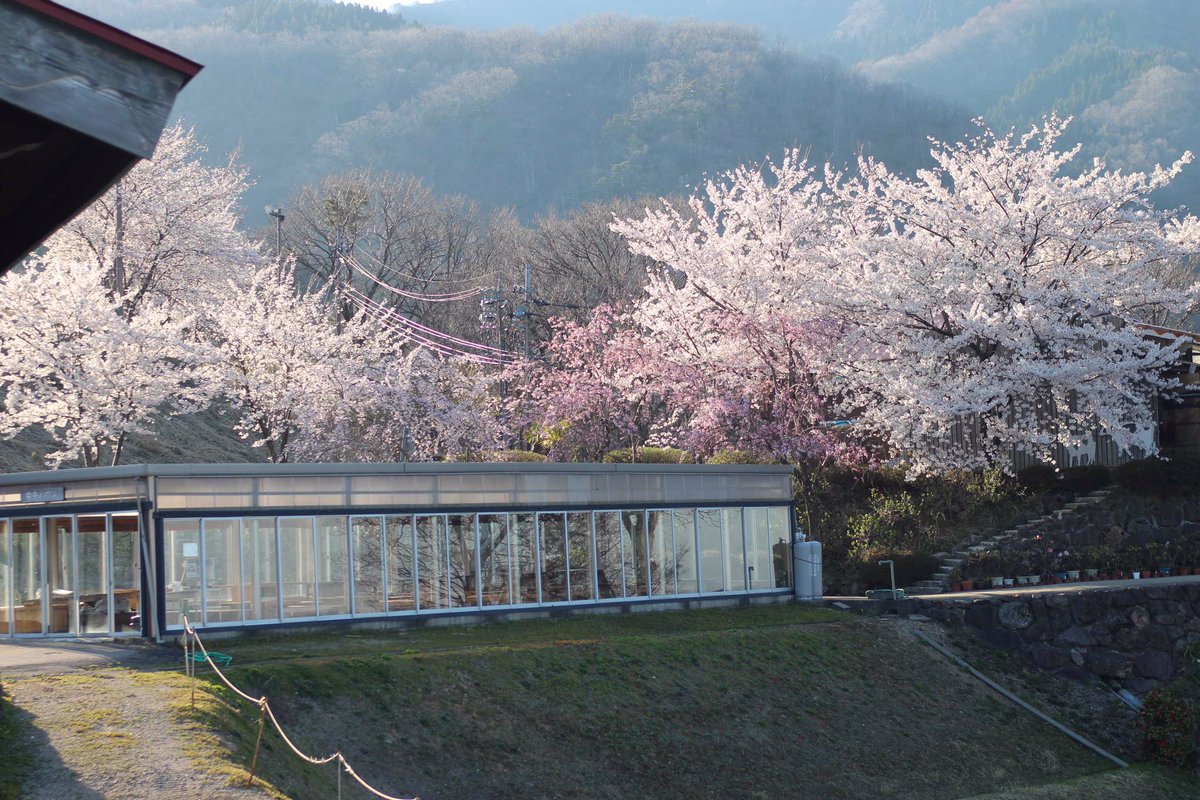 IOX_WALD's tweet photo. 4月になりました〜🌸
ヴァルトの桜は、来週咲くかな〜？
来週土日は、しゃくなげ展です💐
西太美春のフォトコンテスト📷も募集中🌷🍀🌈
花ざかりヴァルトで写真撮ろう🤳✨
南砺デジタルプレミアム商品券も利用開始▶️
BBQ🍖に是非ご利用ください🙆‍♀️ https://t.co/kMaPQev9No