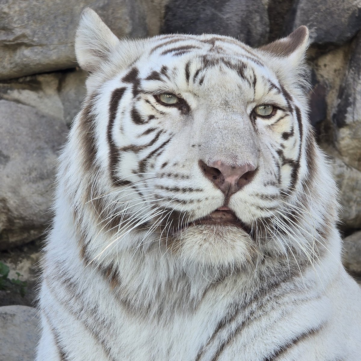 こたろー tweet media